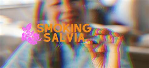 smoking salvia|Salvia divinorum